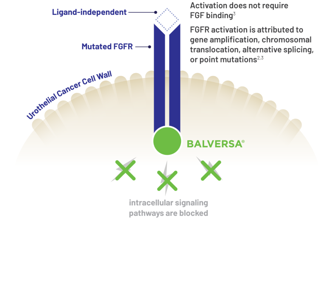 How BALVERSA effects the interaction of altered F G F R on intracellular signaling pathways in a Urothelial Cancer Cell