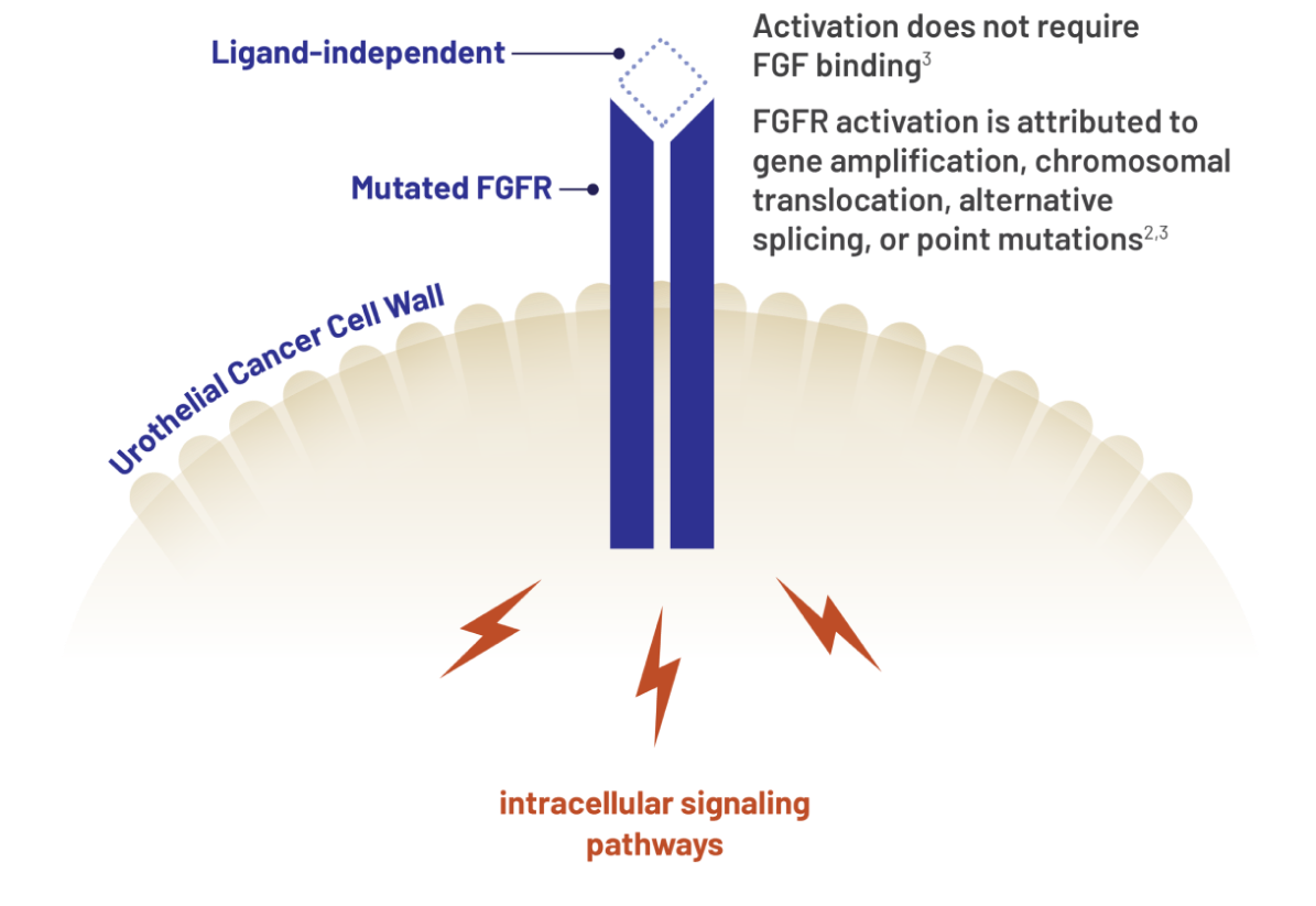 The interaction of altered F G F R on intracellular signaling pathways in a Urothelial Cancer Cell